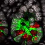 Intestinal epithelium cells close-up.